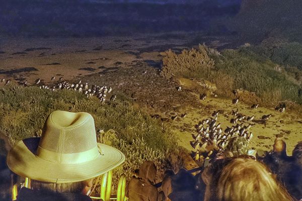 Impressie van de Pinguin Parade op Phillip Island, Australië
